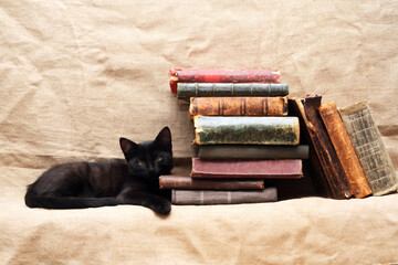 Kitten And Books