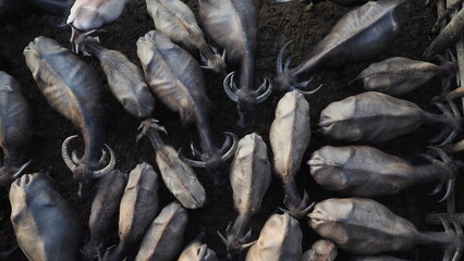 Thai buffalo herd from a bird's eye view