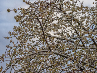April Snowfall on Budding Tree Branches