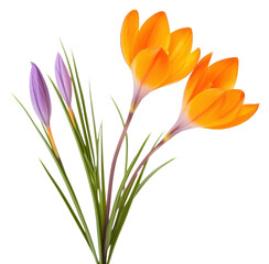 PNG Orange crocus flower petal plant inflorescence.