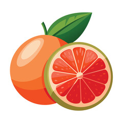One and half Grapefruit vector art illustration, solid white background
