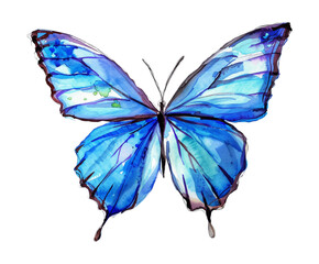 blue butterfly watercolor digital painting good quality