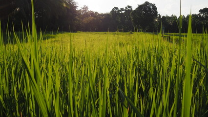 Green rice fields, clear sky.