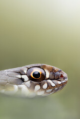 Culebra bastarda