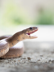 Culebra escalera/ serpiente 