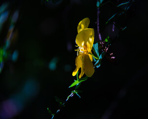 Flor amarela a ser iluminada por alguns raios de luz, com algumas folhas verdes