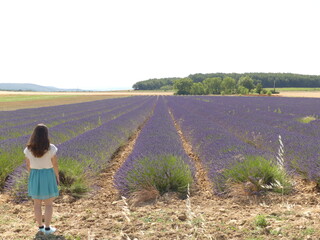 Paysage de Provence avec les champs de lavande