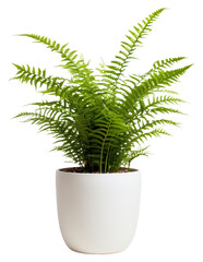 PNG Fern plant pot, houseplant.