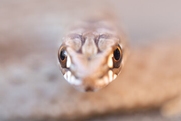 Culebra bastarda / serpiente