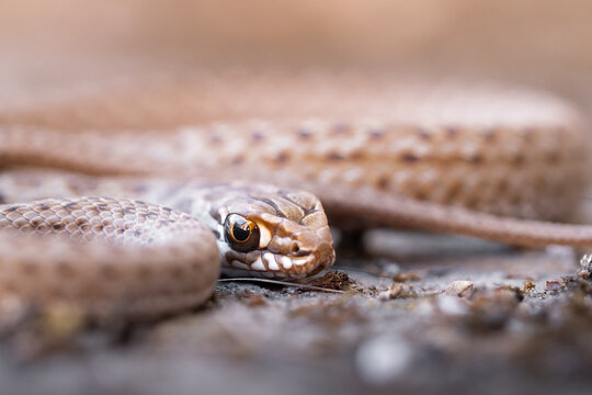 Culebra bastarda / serpiente