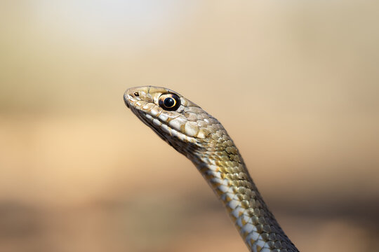 Culebra bastarda / serpiente