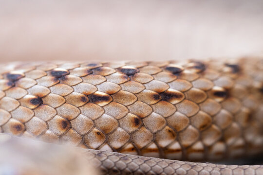 Serpiente