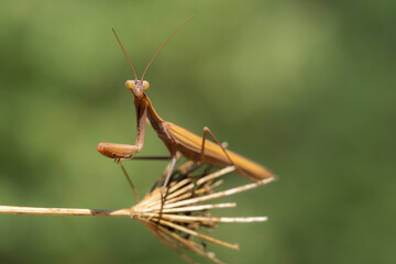 Mantis