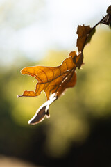 Hola wallpaper © Oscar