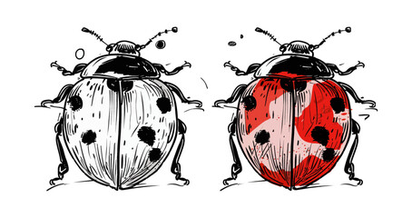 lady bug watercolor digital painting good quality