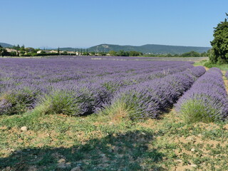 Paysage de Provence avec les champs de lavande