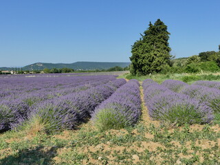 Fototapeta premium Paysage de Provence avec les champs de lavande