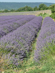 Paysage de Provence avec les champs de lavande