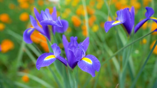 iris flower blue. spring flower. Iris hollandica 'Blue Magic' is a bulbous iris with blue flowers. detail.