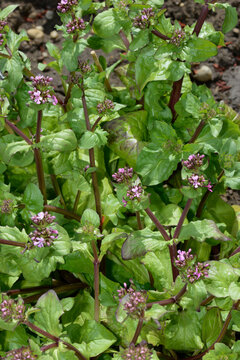 Algiersalat, F&uuml;llhorn-Fedie,  Fedia cornucopiae