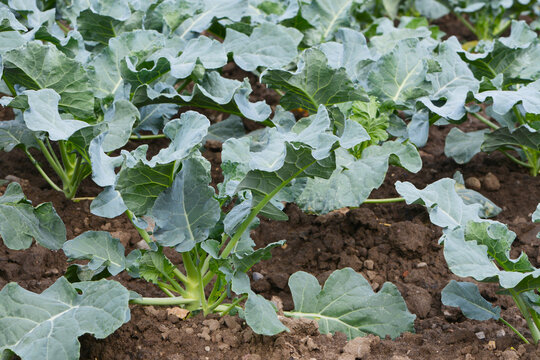 Blumenkohl,  Brassica oleracea . var. botrytis Dc.
