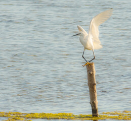 Heron ardea cinerea perched on a branch. Beauty of nature.