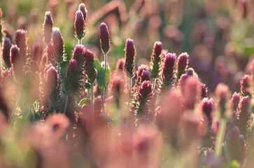 Trifolium incarnatum, filed with red clover flower, closeup