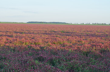 Trifolium incarnatum, filed with red clover flower, closeup