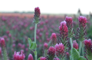 beautiful view of a field with red clover, Czech landscape
