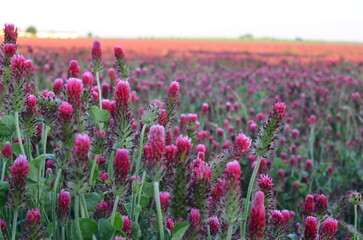 beautiful view of a field with red clover, Czech landscape