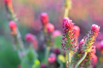 Obraz premium Trifolium incarnatum, filed with red clover flower, closeup