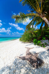 Beautiful tropical beach at Maldives - 803136125