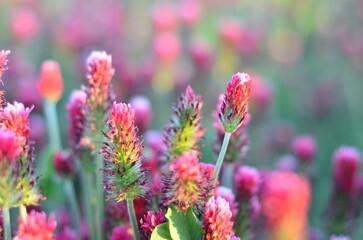 Trifolium incarnatum, filed with red clover flower, closeup
