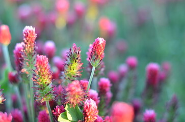 Trifolium incarnatum, filed with red clover flower, closeup