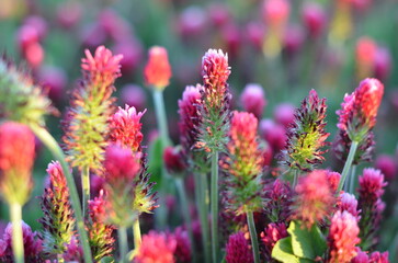 Obraz premium Trifolium incarnatum, filed with red clover flower, closeup