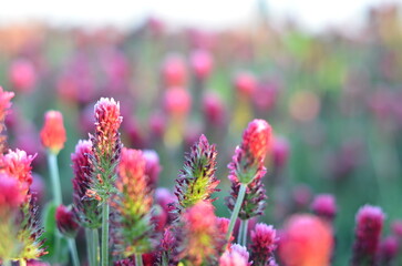 Trifolium incarnatum, filed with red clover flower, closeup