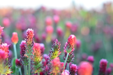 Obraz premium beautiful view of a field with red clover, Czech landscape