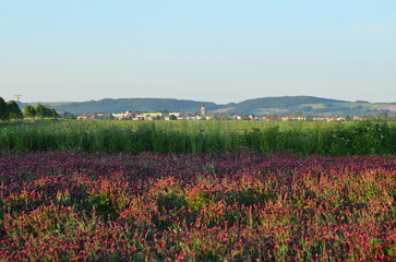 beautiful view of a field with red clover, Czech landscape