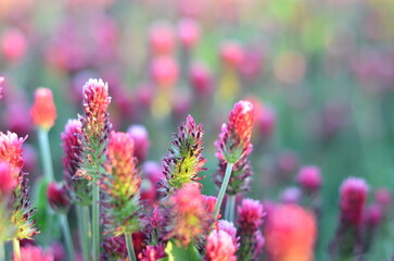 Trifolium incarnatum, filed with red clover flower, closeup