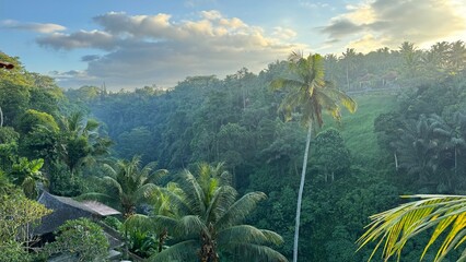 Misty Morning Over a Lush Tropical Forest in Ubud, Bali