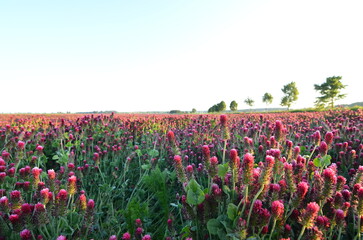 Trifolium incarnatum, filed with red clover flower, closeup