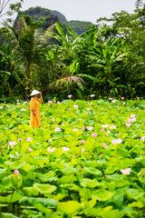 Woman at lotus flower lake - 803138551