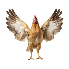 Fototapeta premium Beautiful Brown Hen Isolated on Transpart Background