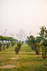 Taj Mahal India - 803139751