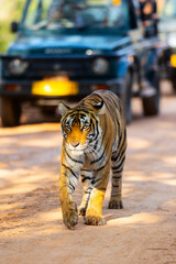 Royal bengal tiger - 803140114