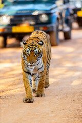 Royal bengal tiger - 803140141