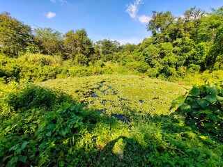 A pond full of flowering water hyacinth or Eichhornia crassipes plants