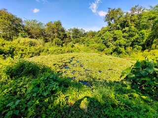 Fototapeta na wymiar A pond full of flowering water hyacinth or Eichhornia crassipes plants