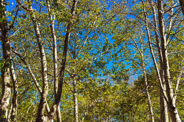 big Platanus occidentalis tree into summer Montevideo, Uruguay.