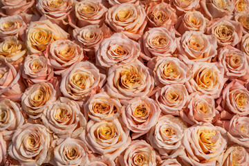 Pink roses. Natural background of fresh fragrant flowers